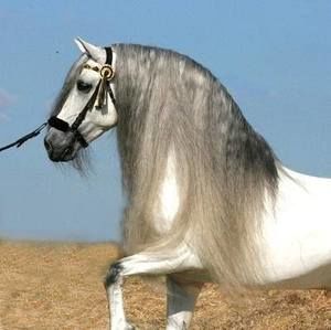 Meet your Posher, Roberto